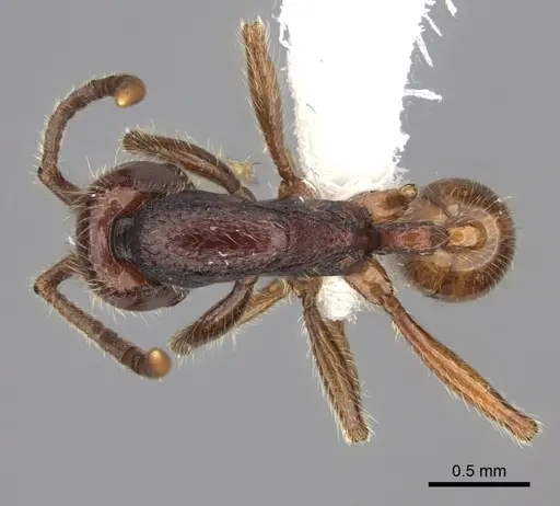 Neivamyrmex compressinodis specimen