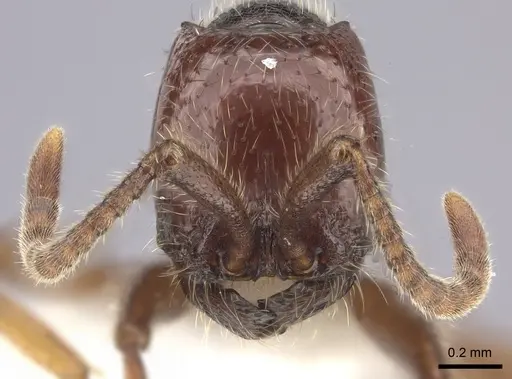 Neivamyrmex compressinodis specimen