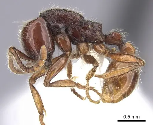 Neivamyrmex compressinodis specimen