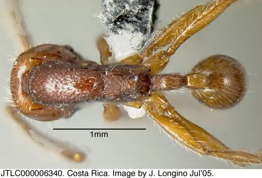 Neivamyrmex compressinodis - JTLC000006340