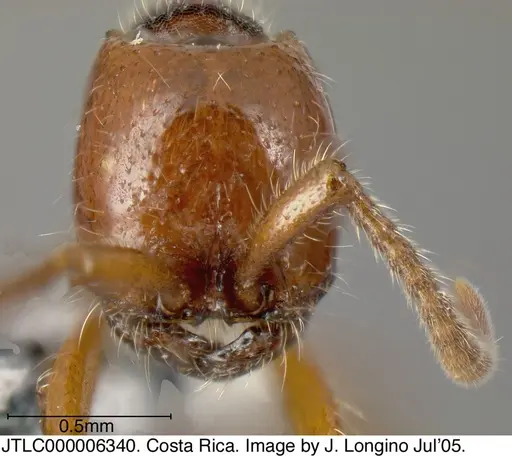 Neivamyrmex compressinodis - JTLC000006340