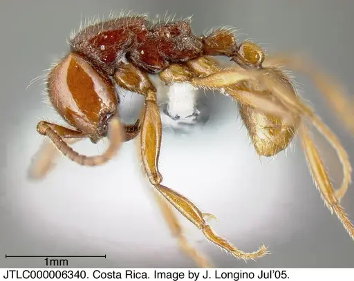 Neivamyrmex compressinodis - JTLC000006340