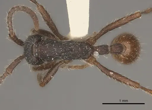 Neivamyrmex cornutus specimen