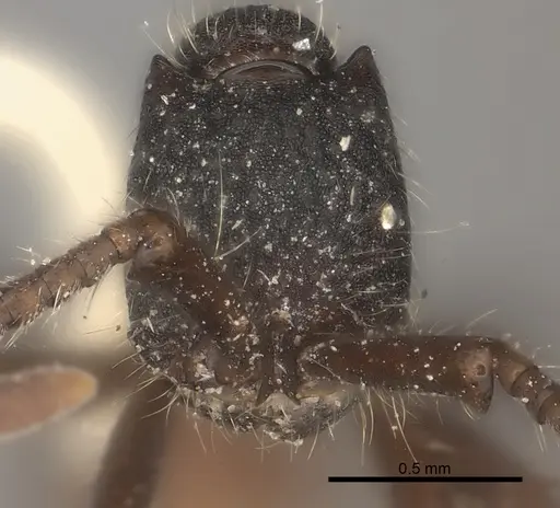 Neivamyrmex cornutus specimen