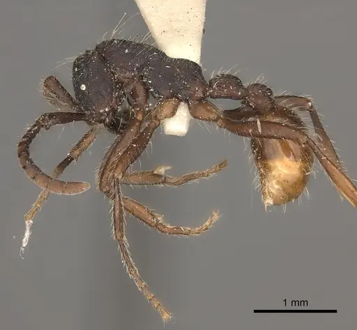 Neivamyrmex cornutus specimen