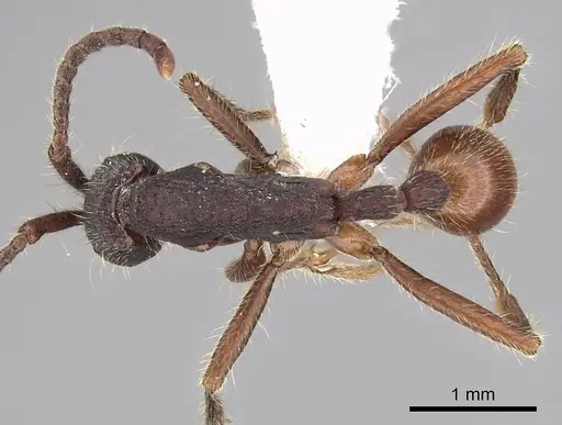 Neivamyrmex cornutus - CASENT0249478