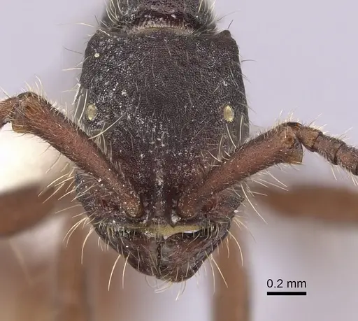 Neivamyrmex cornutus - CASENT0249478