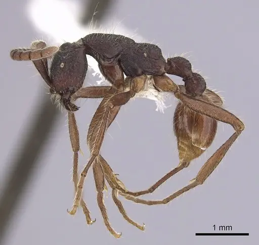 Neivamyrmex cornutus - CASENT0249478