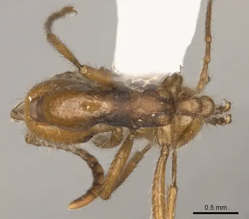 Neivamyrmex curvinotus specimen