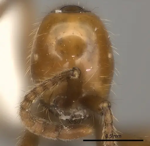 Neivamyrmex curvinotus specimen