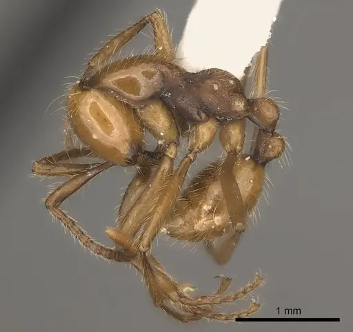 Neivamyrmex curvinotus specimen