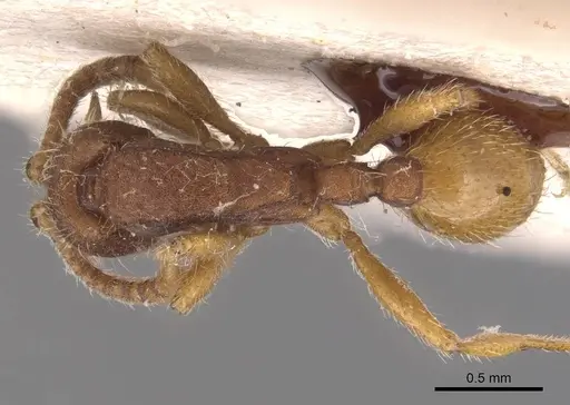 Neivamyrmex densepunctatus specimen