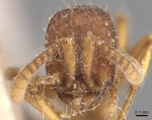 Neivamyrmex densepunctatus specimen