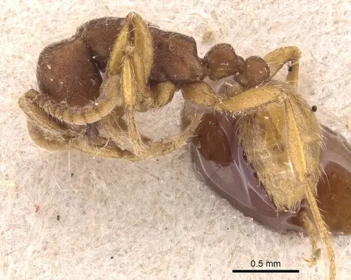 Neivamyrmex densepunctatus specimen
