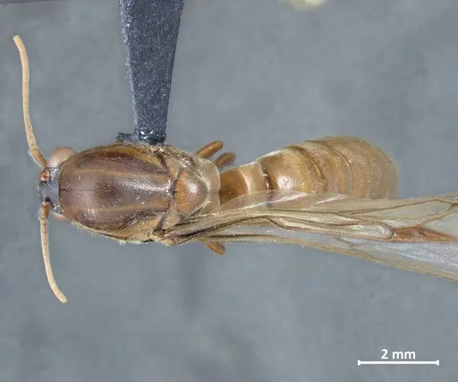 Neivamyrmex detectus specimen