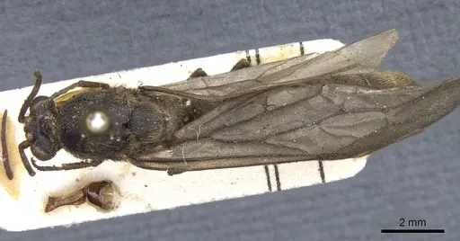 Neivamyrmex diabolus specimen