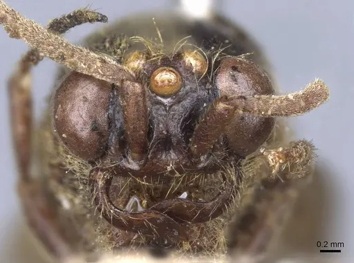 Neivamyrmex diabolus specimen