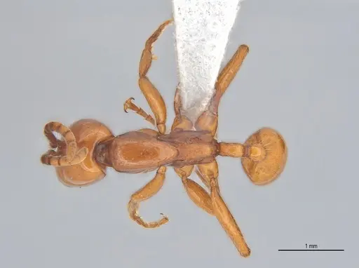Neivamyrmex diana specimen