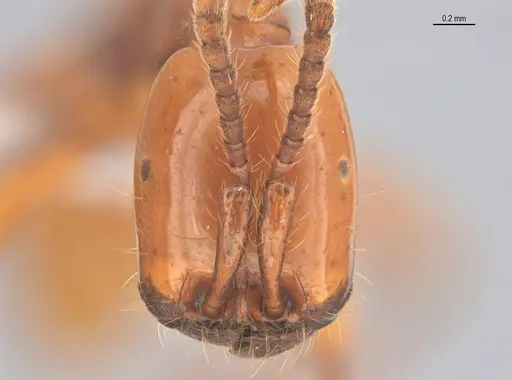 Neivamyrmex diana specimen