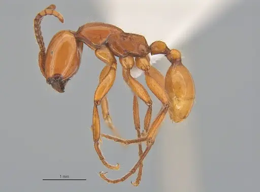Neivamyrmex diana specimen