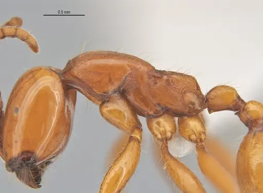 Neivamyrmex diana - ANTWEB1053731