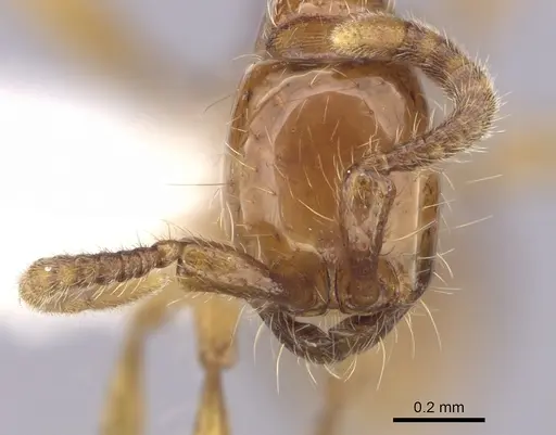 Neivamyrmex diana - CASENT0249479