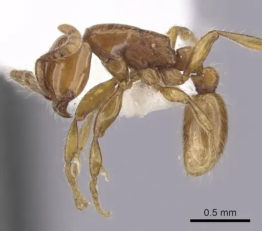 Neivamyrmex diana - CASENT0249479