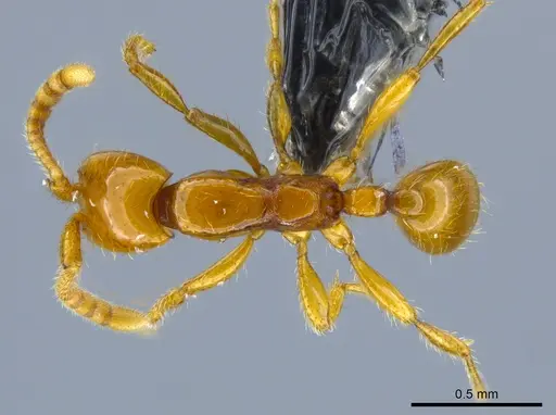 Neivamyrmex diana - CASENT0650777