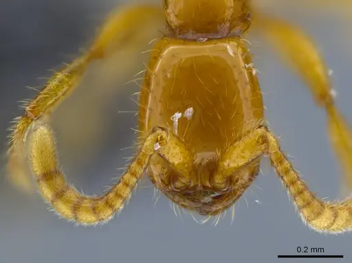 Neivamyrmex diana - CASENT0650777