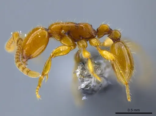 Neivamyrmex diana - CASENT0650777