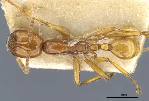 Neivamyrmex diana - CASENT0905957