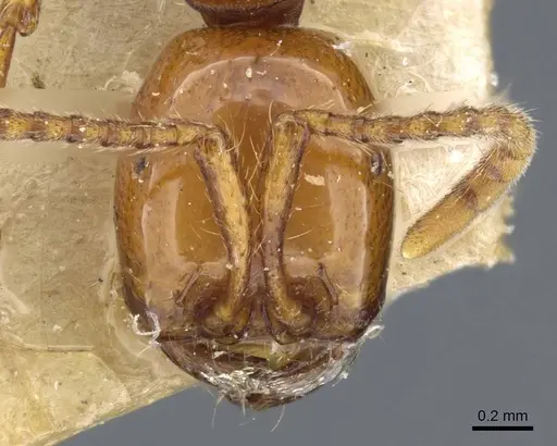 Neivamyrmex diana - CASENT0905957