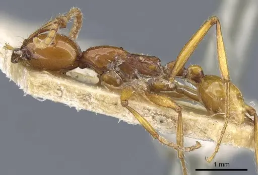 Neivamyrmex diana - CASENT0905957