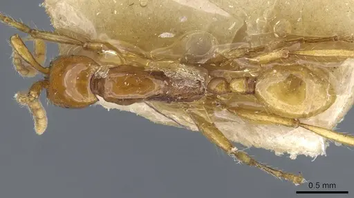 Neivamyrmex diana - CASENT0905958