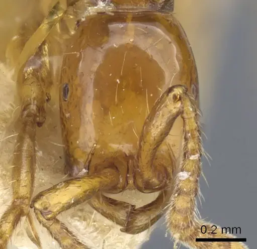 Neivamyrmex diana - CASENT0905958