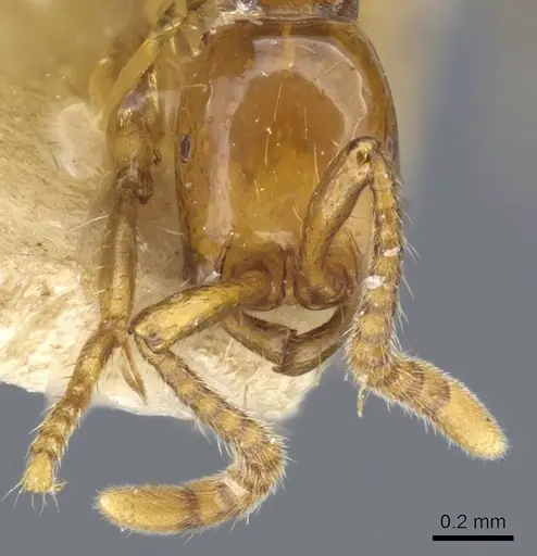 Neivamyrmex diana - CASENT0905958