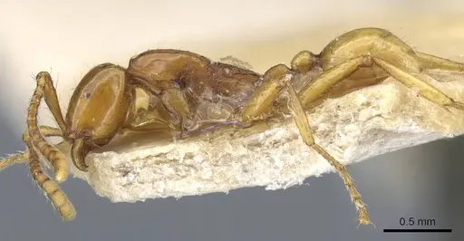 Neivamyrmex diana - CASENT0905958