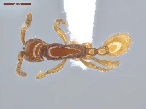 Neivamyrmex diana - ECOFOG-CSG15-0208-04