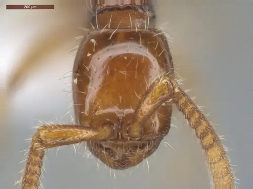 Neivamyrmex diana - ECOFOG-CSG15-0208-04