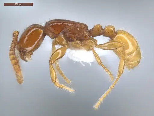 Neivamyrmex diana - ECOFOG-CSG15-0208-04