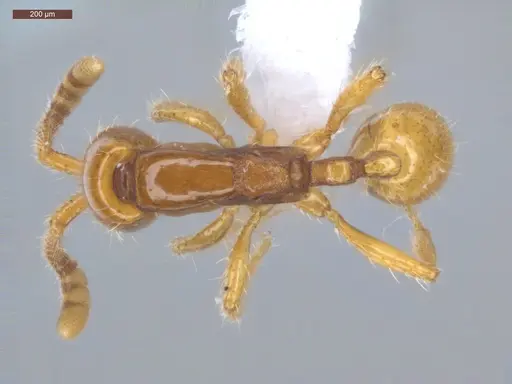 Neivamyrmex diana - ECOFOG-GRS21-0067-04