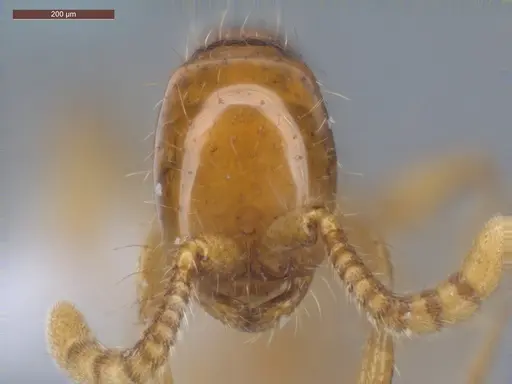 Neivamyrmex diana - ECOFOG-GRS21-0067-04