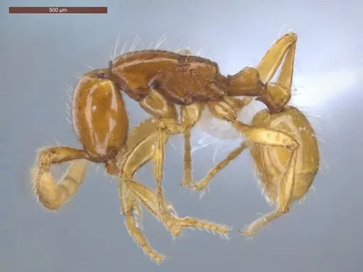 Neivamyrmex diana - ECOFOG-GRS21-0067-04