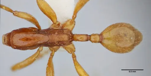 Neivamyrmex diana - UFV-LABECOL-003533