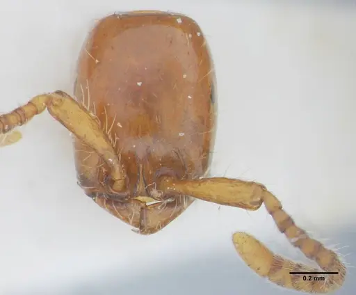 Neivamyrmex diana - UFV-LABECOL-003533