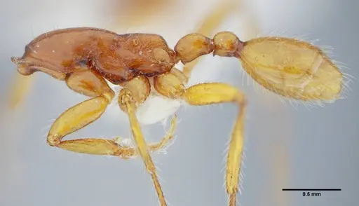 Neivamyrmex diana - UFV-LABECOL-003533