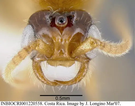 Neivamyrmex digitistipus specimen