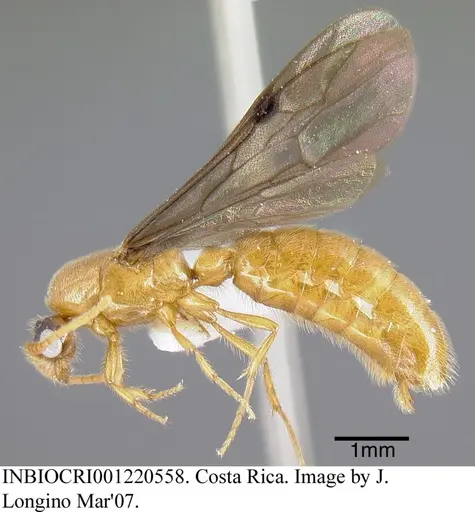 Neivamyrmex digitistipus specimen