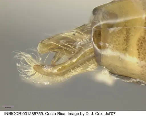 Neivamyrmex digitistipus - INBIOCRI001285759