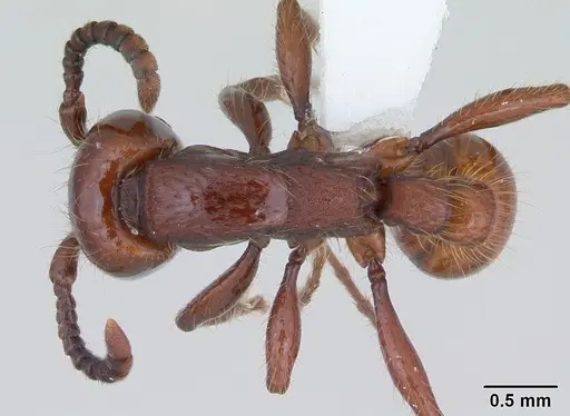 Neivamyrmex diversinodis specimen